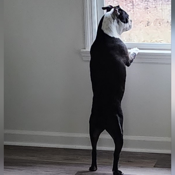 Meet your Posher, Lisa and Buddy - Picture 9 of 13